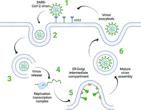 'viral viral' Search .